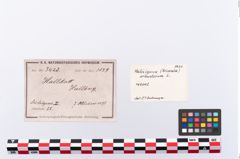 Etikett zu Schneckengehäuse (NHMW-PRAE-003420)